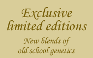 Exclusive limited editions - New blends of old school genetics