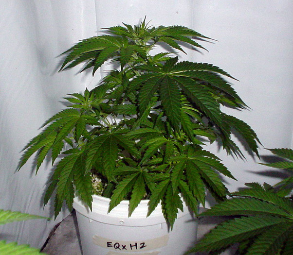 Early Queen Haze