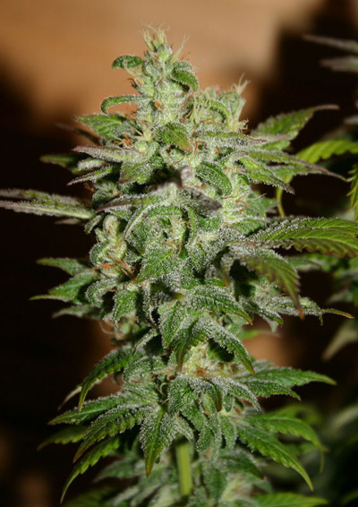 G13 Widow