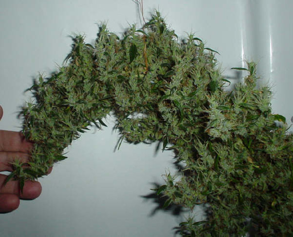 Mango Haze