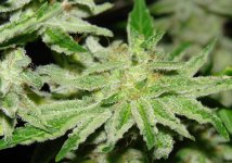 BW fat pheno 1.jpg