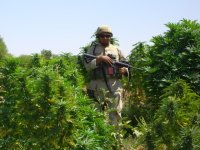 afghanmarijuana.jpg