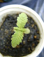 eqxhaze3-001a.jpg