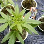 eqxhaze7-003a.jpg