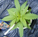 eqxhaze7-006a.jpg