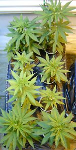 eqxhaze8-003a.jpg