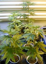 eqxhaze8-004a.jpg