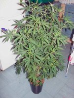 420_002.jpg 420_002.jpg