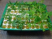420_006.jpg 420_006.jpg