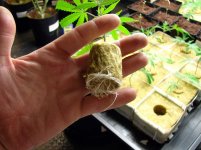 420_4113.jpg 420_4113.jpg