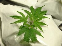 420_4154.jpg 420_4154.jpg