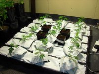 420_4144.jpg 420_4144.jpg