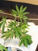 420_4159.jpg 420_4159.jpg