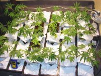 420_4158.jpg 420_4158.jpg