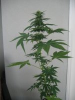 EQHaze 25 days.JPG
