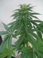 EQHaze 25 days in flower.JPG