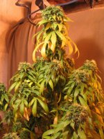 cannapics 044.jpg
