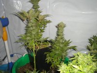 SWTxLavender-65 Litre Soil- Big Buds.jpg