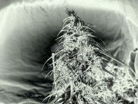 Mr Nice Super Silver Haze - 2008.jpg