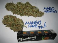 MH#3+#6.jpg