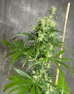 AB F3 1 cola 10062025.jpg