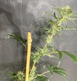AB F3 2 cola 10082025.jpg