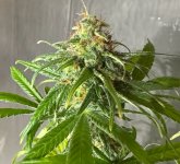 AB F3 4 cola 10082025.jpg