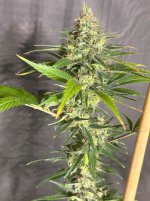 AB BX 5 cola 10082025.jpg