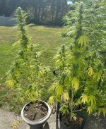 outdoor AB plants 10032025.jpg