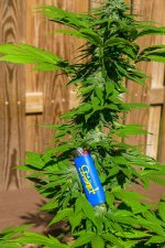 Jack Herer 2019 -A.jpg