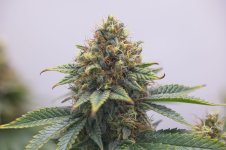 EarlySkunk_1.jpg