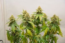 EarlySkunk_harvest2.jpg