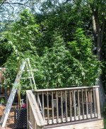 Ladder 2022 LR A.jpg