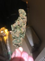 2025-10-31_Critical Skunk 3.JPG 2025-10-31_Critical Skunk 3.JPG