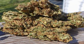 Modern Brick Weed LR 2 A.jpg