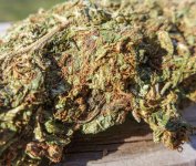 Modern Brick Weed LR 1A.jpg Modern Brick Weed LR 1A.jpg