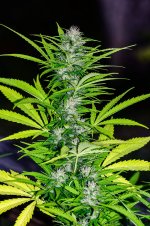 Afghan Haze #4 092224 DSC_3282 LR A.jpg