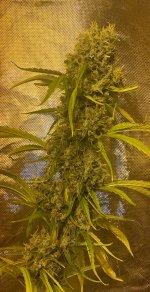 IMG_6831.jpeg