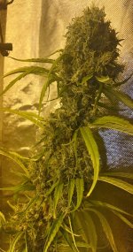 IMG_6843.jpeg