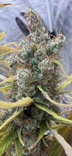IMG_7085.jpeg