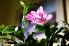 xmas_cactus.JPG