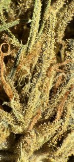 IMG_1479.jpeg