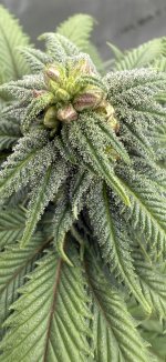 IMG_1560.jpeg