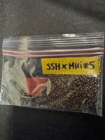 SSMH1.JPG SSMH1.JPG