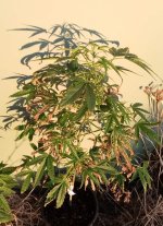 spice 3 - 28-12-25.jpg