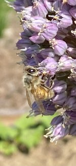 IMG_6937.jpeg