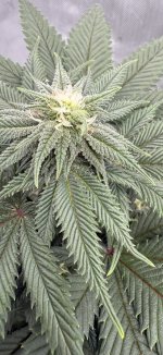 IMG_1670.jpeg