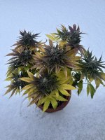 IMG_2974.jpeg