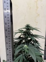 IMG_1694.jpeg IMG_1694.jpeg