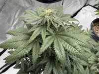 IMG_1741.jpeg